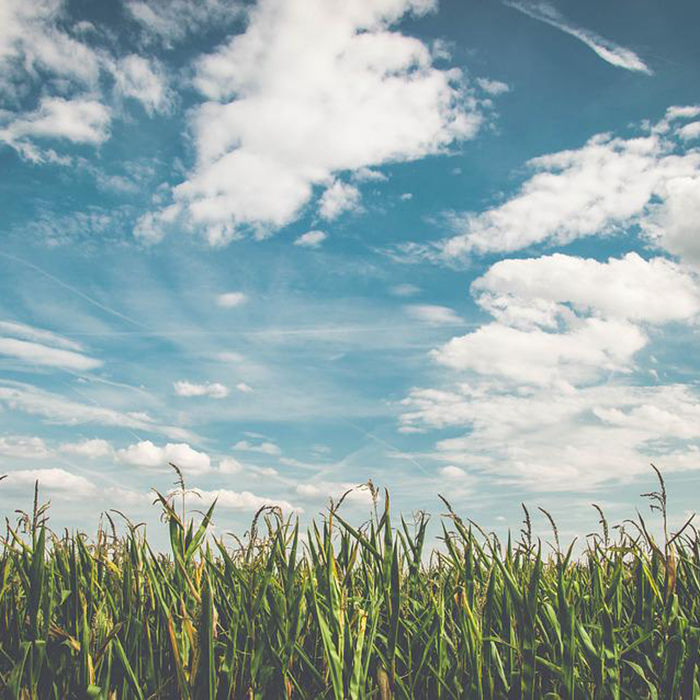 A wheat farm